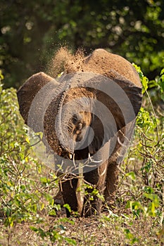 Young African elephant squirting sand over head