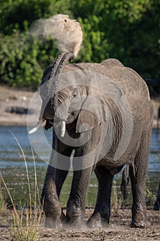 Young African elephant squirting sand over itself