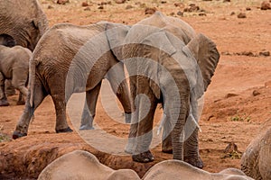 Young African elephant together having water at Amboseli national park Kenya