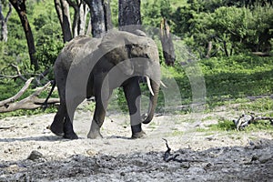 Young African Elephant Walking in Dusty Sand