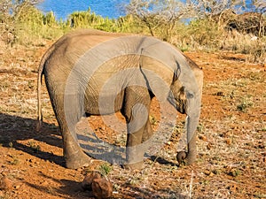 Young African elephant walking on the savannah grass. Lake behind it. Kruger Park, South Africa.