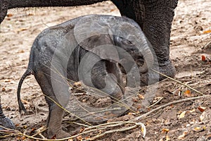 Young African elephant wandering alongside its mother in the wild.