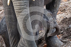 Young African elephant wandering alongside its mother in the wild.