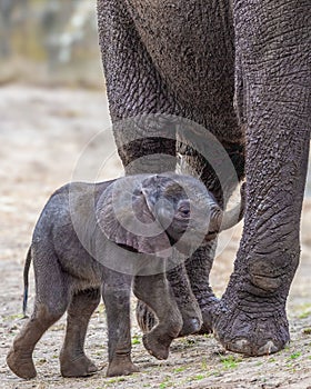 Young African elephant wandering alongside its mother in the wild.