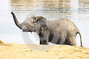 Young African elephant at the water with its trunk up