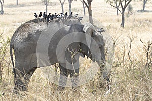 Young African elephant whose back is full of birds and feeds on