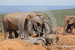 Young African elephants playing in mud, Addo Elephant National Park, South Africa