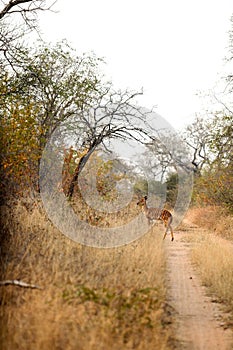 Female Ewe Nyala Buck in a South African wildlife reserve