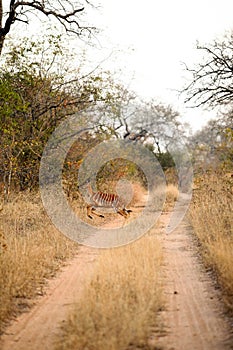 Female Ewe Nyala Buck in a South African wildlife reserve