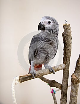 Young African Grey Parrot