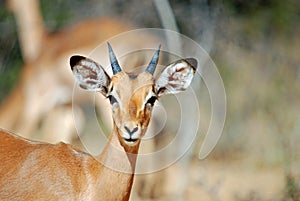 Young African Impala photo