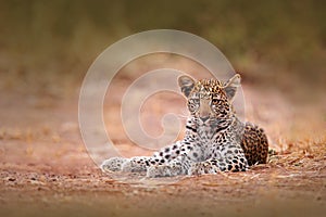 Young African Leopard, Panthera pardus shortidgei, Hwange National Park, Zimbabwe. Beautiful wild cat sitting on the gravel road i photo
