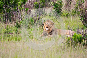 Young African lion with al mane