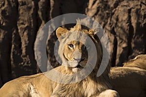 Young African lion male laying watching