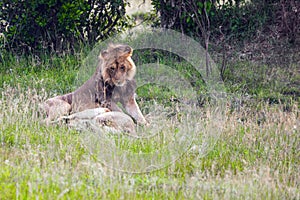 Young African lion is resting