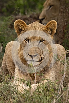 Young African Lion