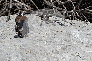 Young African penguin during him moult at Boulders beach, Simonstown South Africa