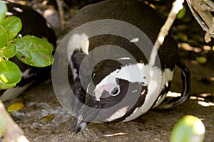 Young African Penguin, South Africa