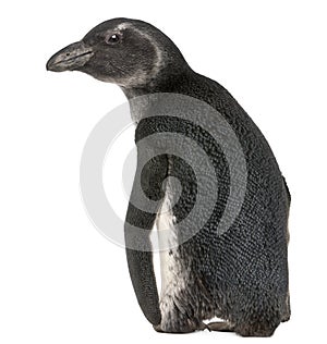 Young African Penguin, Spheniscus demersus, 3 months old