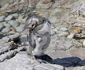 A young African penguin, Spheniscus demersus, is standing on a rock