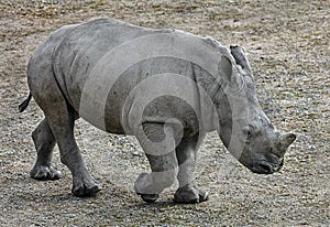 Young african rhinoceros 1