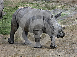 Young african rhinoceros 2