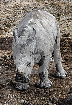 Young african rhinoceros 3