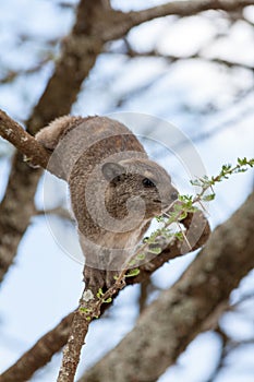A young African Rock Dassie on the tree photo
