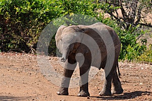 Young african savanna elephant in Kruger NP.South