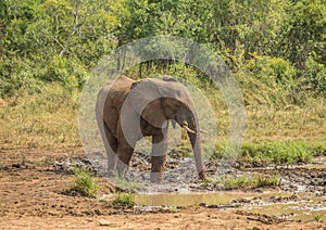 Young african savannah elephant bull at a waterhole spraying mud on his body as sun protection at the Hluhluwe iMfolozi Park