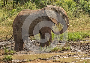 Young african savannah elephant bull at a waterhole spraying mud on his body as sun protection at the Hluhluwe iMfolozi Park