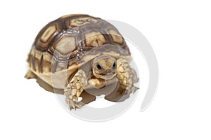 Young African spurred tortoise, or Sulcata tortoise (Centrochelys sulcata) isolated on white background