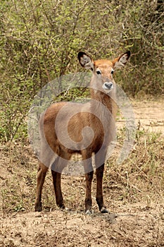 Young African Waterbuck