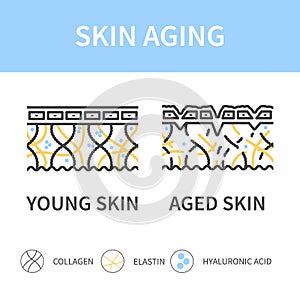 Young and aging skin cross section diagram