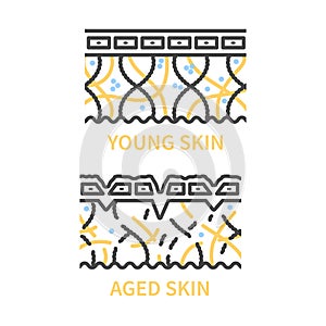 Young and aging skin cross section diagram