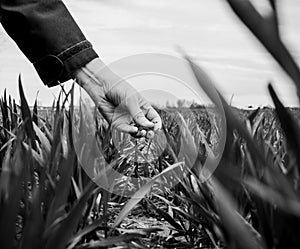 Young agriculture woman biologist inspecting the harvest