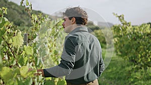 Young agriculturist walking vineyard touching yellow leaves back view close up.