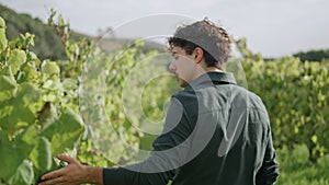 Young agriculturist walking vineyard touching yellow leaves back view close up.