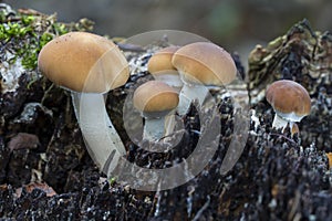 Young Agrocybe aegerita. Growing on a dead tree trunk. Spain