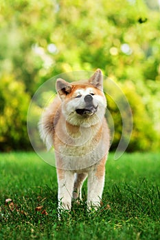 Young akita inu dog sitting outdoors on green grass