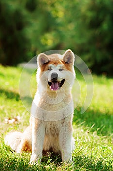 Young akita inu dog sitting outdoors on green grass