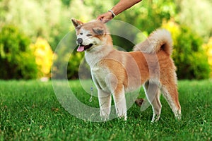 Young akita inu dog standing outdoors on green grass