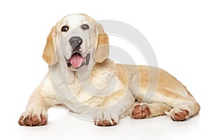 Young Alabai dog on white background