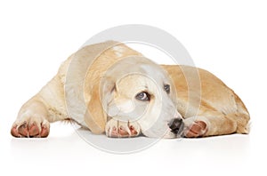 Young Alabay dog on white background