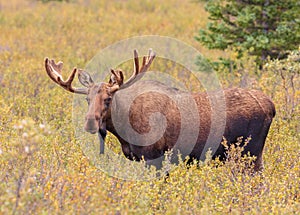 Young Alaska-Yukon Bull Moose in Velvet