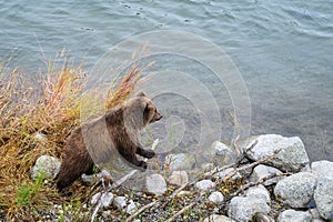 Young Alaskan brown bear cub standing on a branch looking out over the Brooks River, Katmai National Park, Alaska
