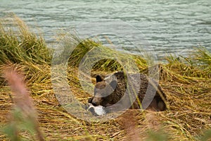 Young Alaskan Brown Bear feasting on a fresh caught salmon, Chilkoot River