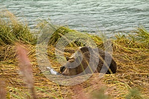 Young Alaskan Brown Bear keeping an eye out while feasting on fresh caught salmon, Chilkoot River