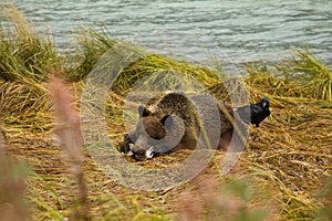 Young Alaskan Brown Bear pursuing with salmon, as hopeful Raven looks around from the back. Chilkoot River
