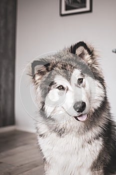 Young Alaskan Malamute in the indoors